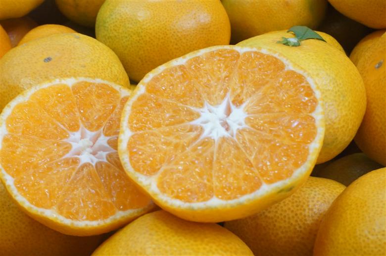 浜風みかん　宮川早生　10kg