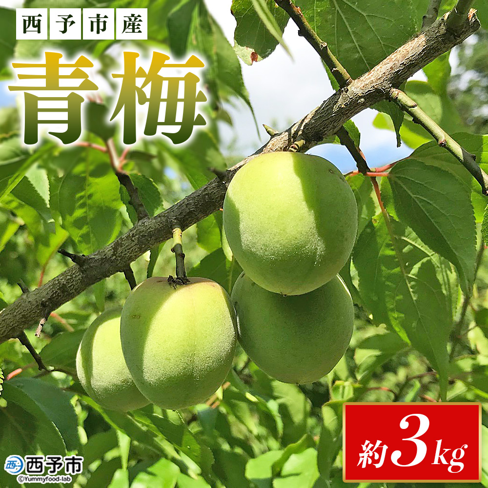 ＜愛媛県西予市産 青梅 約3kg＞ うめ ウメ あおうめ アオウメ 青うめ 青ウメ 梅干し 梅シロップ 梅酒 手作り えひめ活き生きファーマーズ 愛媛県 西予市