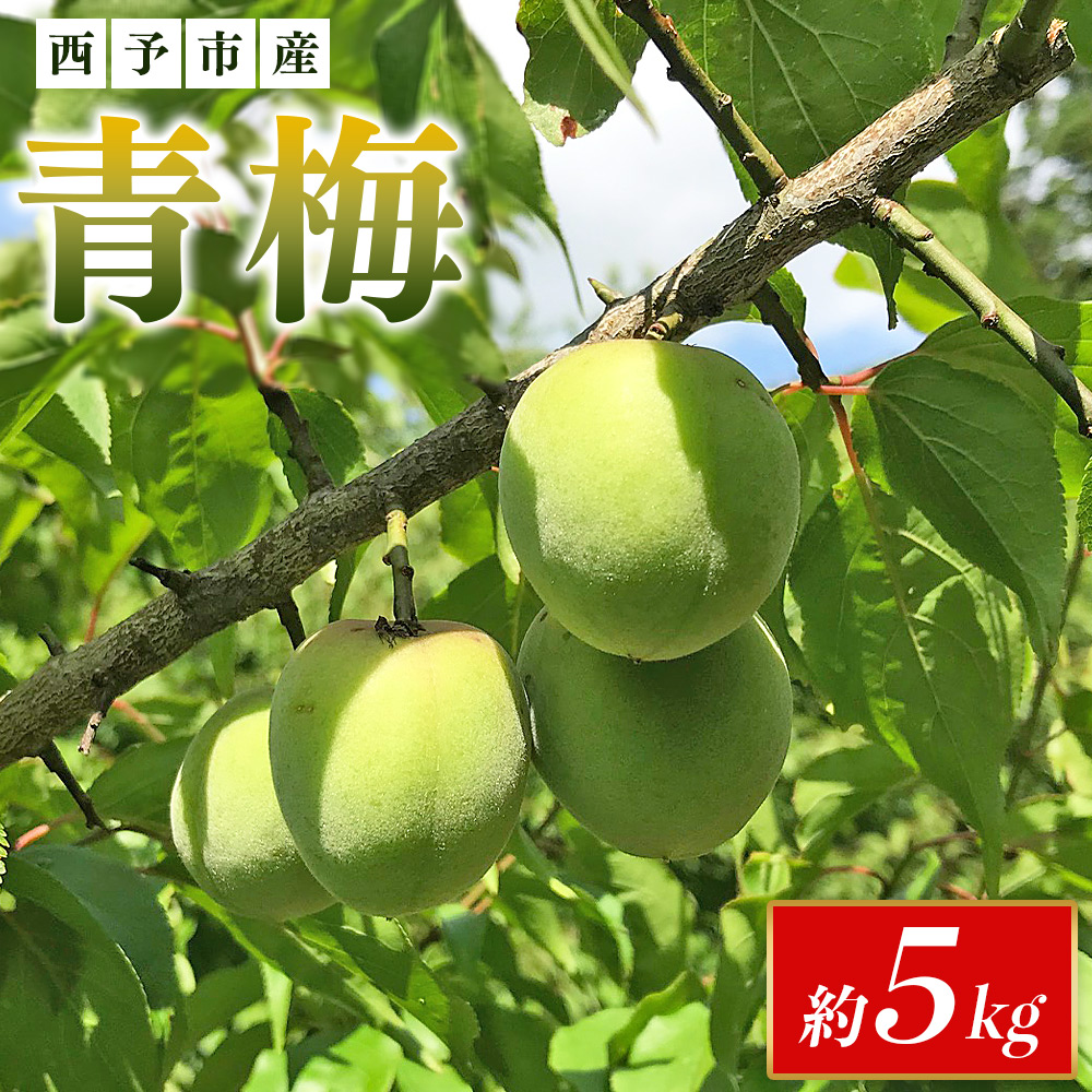 ＜愛媛県西予市産 青梅 約5kg＞ うめ ウメ あおうめ アオウメ 青うめ 青ウメ 梅干し 梅シロップ 梅酒 手作り えひめ活き生きファーマーズ 愛媛県 西予市