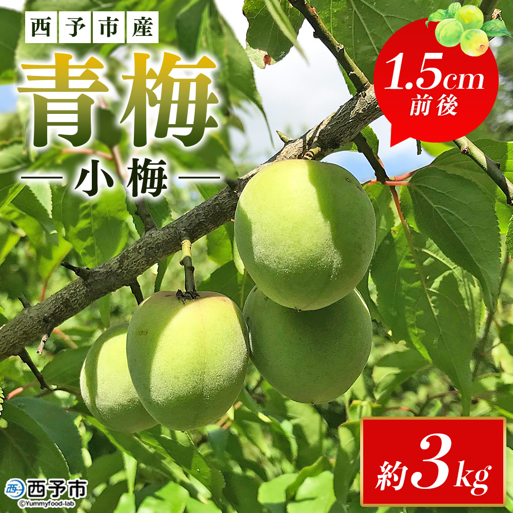 ＜愛媛県西予市産 青梅（小梅） 約3kg＞ うめ ウメ 1.5cm前後 白加賀 小梅 あおうめ アオウメ 梅干し 梅シロップ 梅酒 手作り えひめ活き生きファーマーズ 愛媛県 西予市