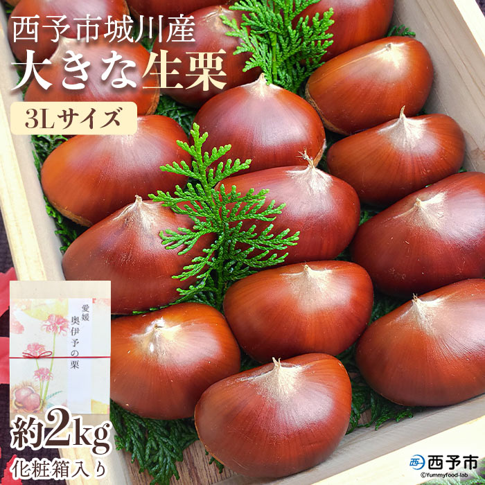 ＜西予市城川産 大きな生栗 3Lサイズ 約2kg（化粧箱入り）＞ くり 特大 大粒 マロン 焼き栗 栗ご飯 モンブラン 特産品 メニークエスト 愛媛県 西予市