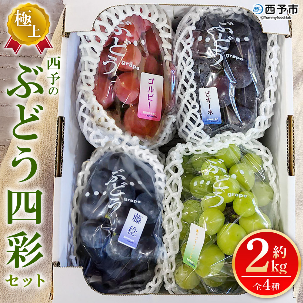 ＜西予の極上ぶどう四彩セット 約2kg＞ 果物 くだもの フルーツ ぶどう 葡萄 ブドウ 4種 詰め合わせ 食べ比べ 藤稔 瀬戸ジャイアンツ ゴルビー ピオーネ 紫玉 特産品 ファームNINOMIYA 愛媛県 西予市