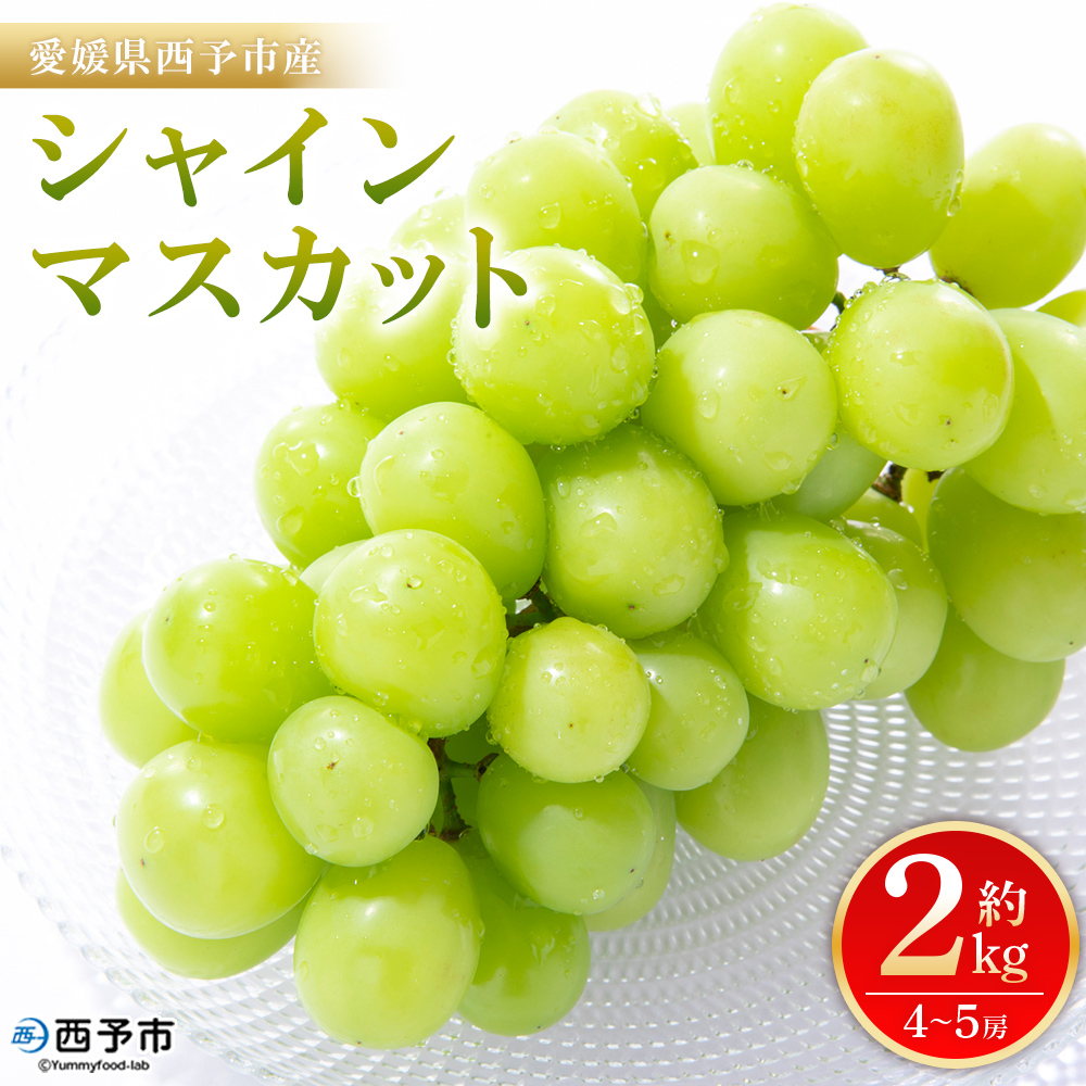 ＜シャインマスカット 約2kg＞ 果物 くだもの フルーツ ぶどう 葡萄 ブドウ シャインマスカット しゃいんますかっと 4～5房 大粒 糖度 極上 種なし 甘い 皮ごと 特産品 ファームNINOMIYA 愛媛県 西予市