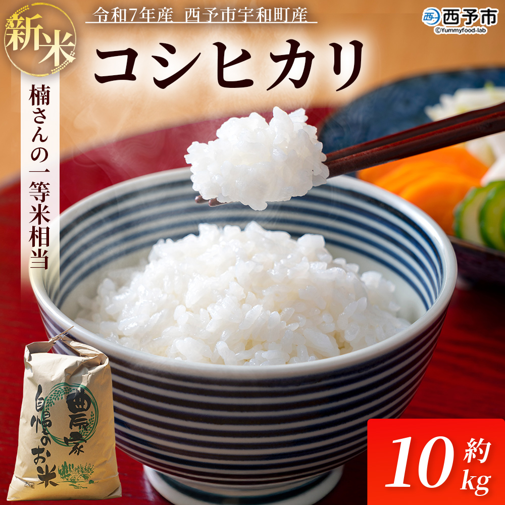 ＜令和7年産 コシヒカリ 約10kg 西予市宇和町産＞ 白米 精米 楠さんの一等米相当 選べる こしひかり お米 コメ こめ ご飯 ごはん 早く届く スピード発送 愛媛県 西予市