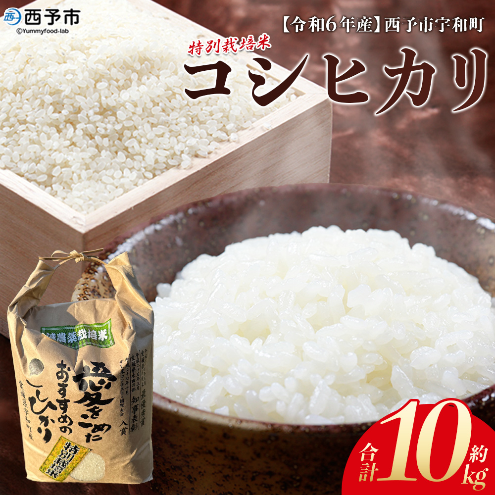 ＜令和7年産 西予市宇和町産 特別栽培米コシヒカリ 10kg＞ お米 コメ こめ 白米 精米 ご飯 白飯 ごはん ライス 穀物 こしひかり コシヒカリ 朝食 低農薬 特産品 愛媛県産 西予市産 宇和町産 三好フク 愛媛県 西予市