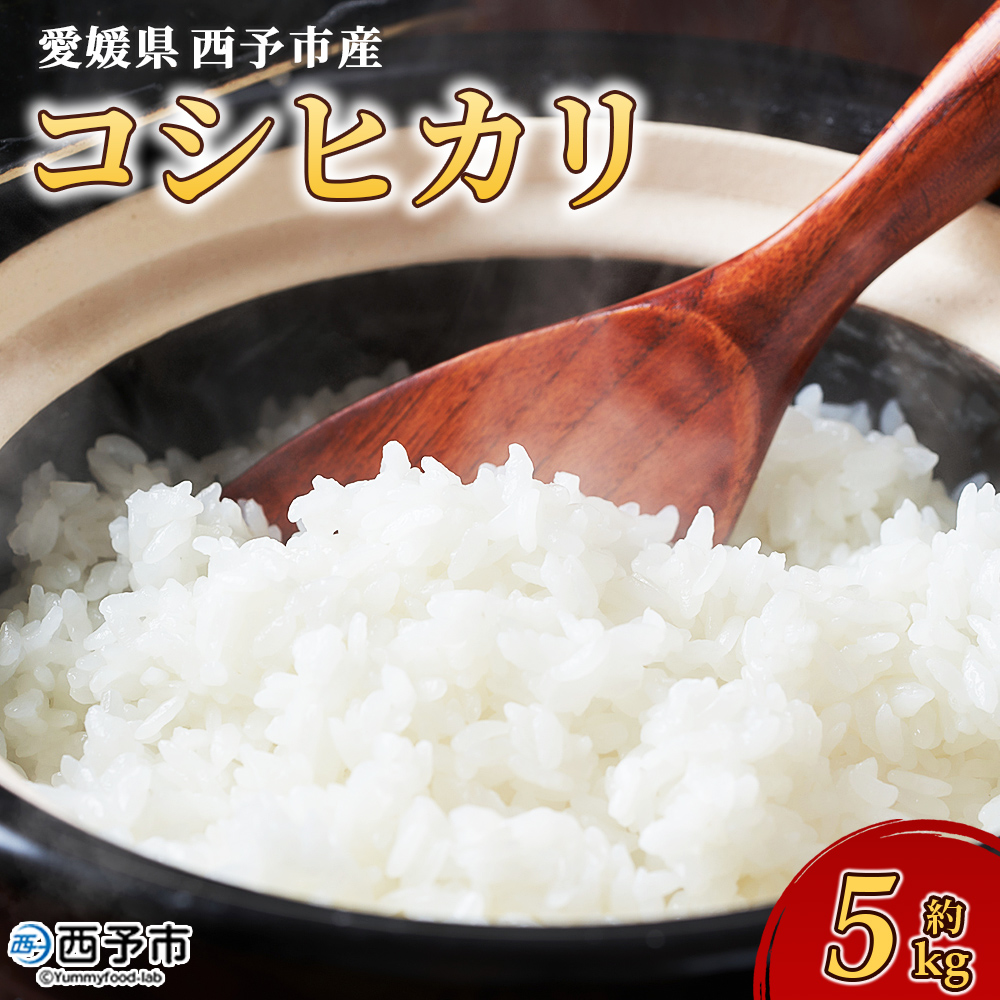 ＜令和7年産 愛媛県西予市産 コシヒカリ 5kg＞ お米 コメ こめ 白米 精米 ご飯 新鮮 5キロ 国産 愛媛県産 宇和町産 こしひかり 特産品 もとき農園 愛媛県 西予市