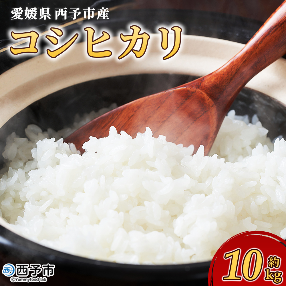 ＜令和7年産 愛媛県西予市産 コシヒカリ 10kg＞ お米 コメ こめ 白米 精米 ご飯 新鮮 10キロ 国産 愛媛県産 宇和町産 こしひかり 特産品 もとき農園 愛媛県 西予市
