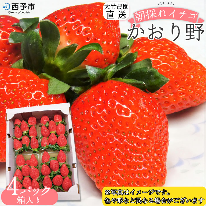 ＜イチゴ「かおり野」約280g×4パック 大竹農園直送＞ かおりの イチゴ いちご 苺 果物 くだもの フルーツ ストロベリー 旬 期間限定 季節限定 特産品 農家直送 産地直送 愛媛県 西予市
