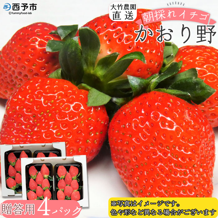 ＜イチゴ「かおり野」贈答用 4パック 大竹農園直送＞ いちご 苺 ギフト 果物 フルーツ お取り寄せ 甘い 糖度 朝摘み 朝採れ プレゼント 贈り物 お礼 お祝い 特産品 愛媛県 西予市