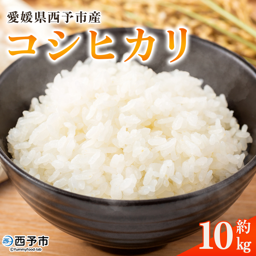 ＜愛媛県西予市産 コシヒカリ 10kg＞国産 愛媛県産 宇和町産 宇和米 こしひかり お米 米 コメ こめ 白米 精米 ご飯 新鮮 特産品 大塚農園 愛媛県 西予市