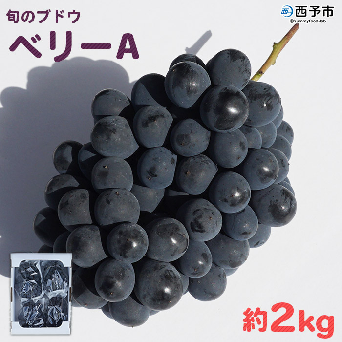 ＜旬のブドウ　西予市産　ベリーA　約2kg＞果物 フルーツ ぶどう 葡萄 季節限定 りの果樹園 愛媛県