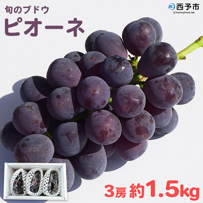 ＜旬のブドウ「ピオーネ」約1.5kg＞ 果物 フルーツ ぶどう ブドウ 葡萄 甘い おいしい 期間限定 季節限定 特産品 りの果樹園 愛媛県 西予市 約1.5kg（寄附額11,000円）
