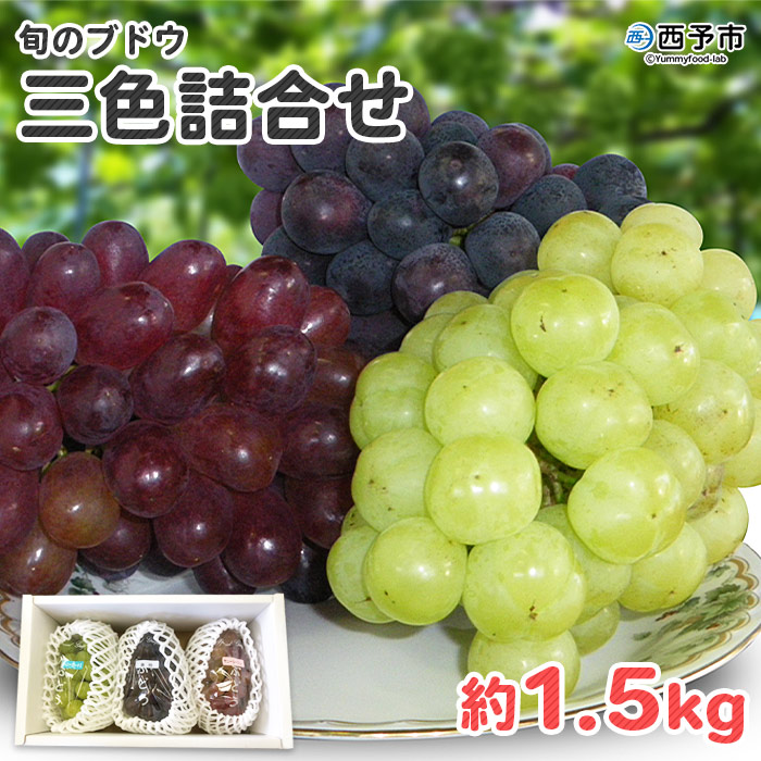 ＜旬のブドウ 三色詰合せ 約1.5kg＞ 果物 フルーツ ぶどう ブドウ 葡萄 3種類 セット 詰め合わせ つめあわせ 食べ比べ お楽しみ 期間限定 季節限定 特産品 りの果樹園 愛媛県 西予市