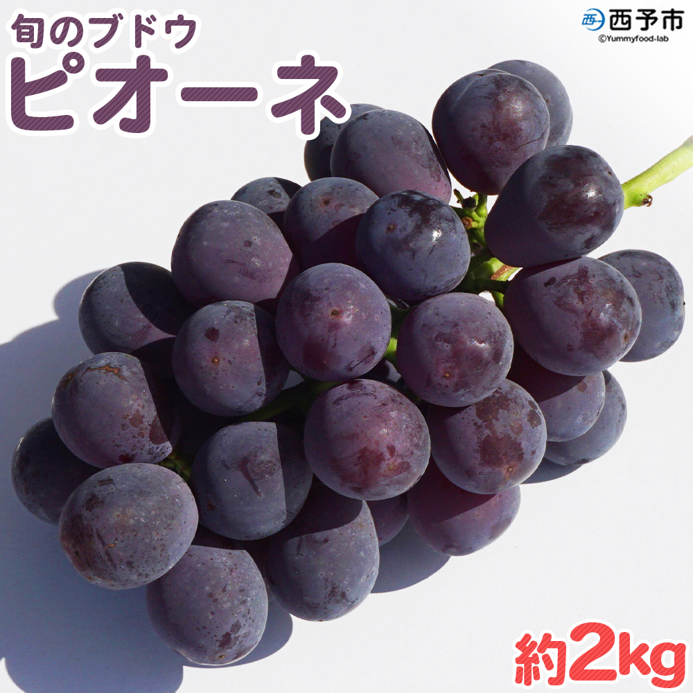 ＜旬のブドウ「ピオーネ」約2kg＞ 果物 フルーツ ぶどう ブドウ 葡萄 甘い おいしい 期間限定 季節限定 特産品 りの果樹園 愛媛県 西予市 約２kg（寄付額15,000円）