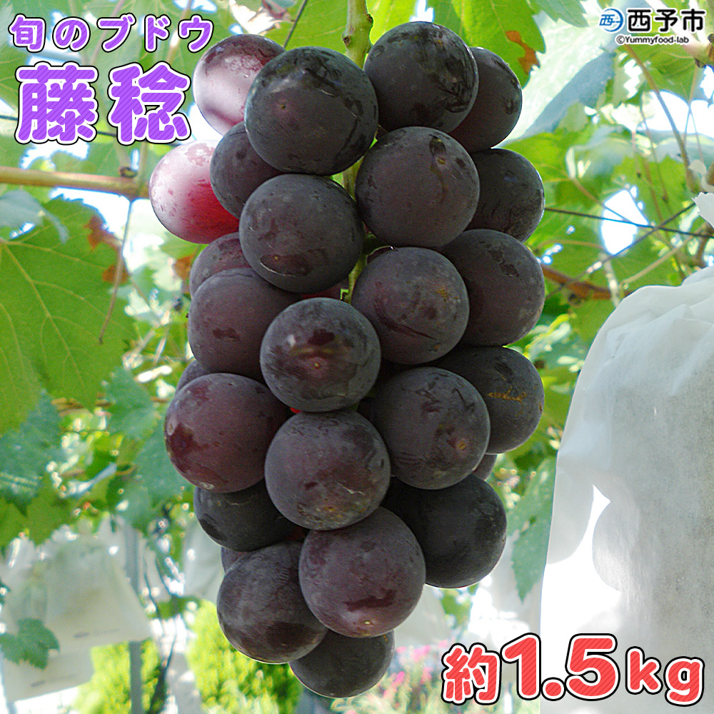 ＜旬のブドウ　西予市産　藤稔　約1.5kg＞ 果物 フルーツ ぶどう 葡萄 ふじみのり 大粒 季節限定 りの果樹園 愛媛県 約1.5kg（寄附額11,000円）