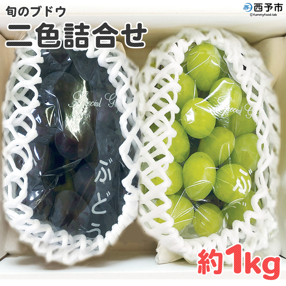 ＜旬のブドウ 西予市産 二色詰合せセット 約1kg＞ 果物 フルーツ ぶどう 葡萄 2種類 セット 詰め合わせ つめあわせ 食べ比べ お楽しみ 期間限定 季節限定 特産品 りの果樹園 愛媛県 西予市
