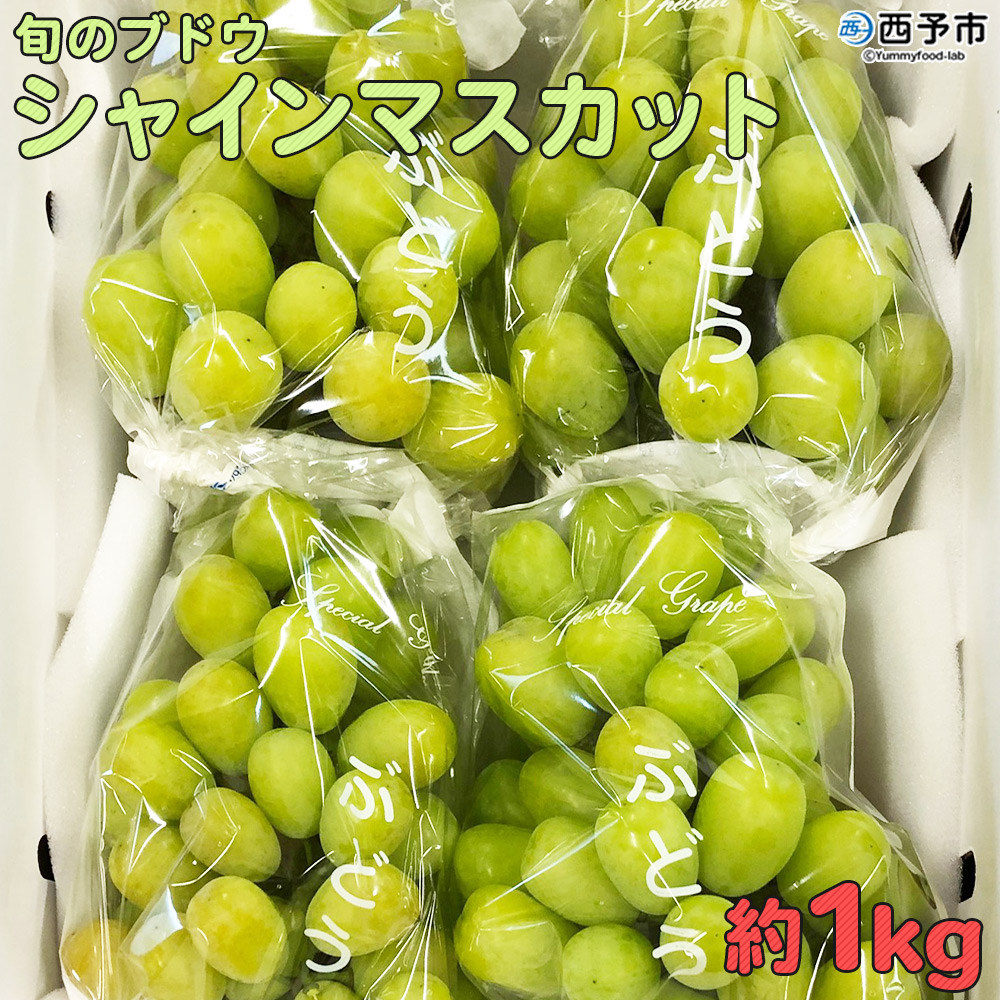 ＜旬のブドウ　西予市産　シャインマスカット　約1kg＞ 果物 フルーツ ぶどう 葡萄 種無し たねなし 季節限定 りの果樹園 愛媛県 約１kg（寄附額10,000円）