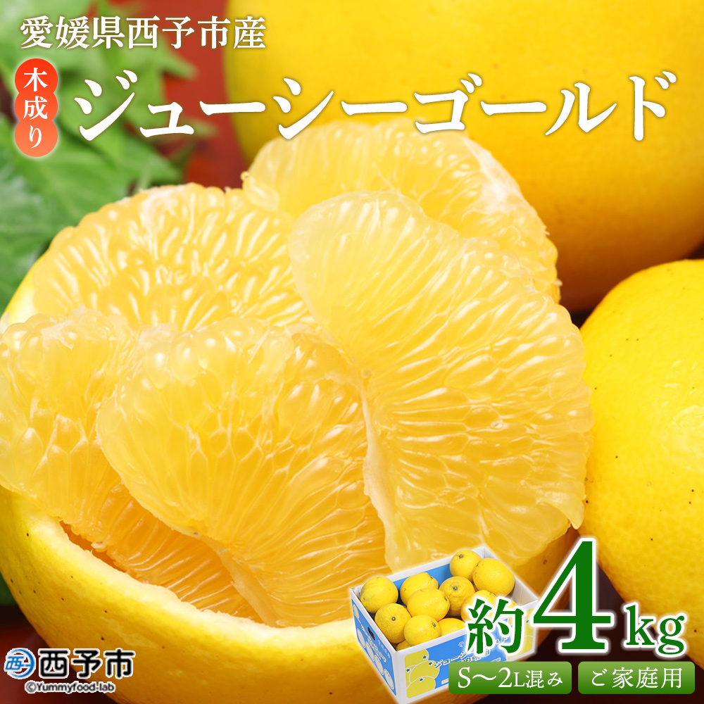＜木成り ジューシーゴールド（河内晩柑）ご家庭用 約4kg（S～2L混合）＞ 訳あり 果物 フルーツ かわちばんかん みかん オレンジ 柑橘 愛媛県 西予市