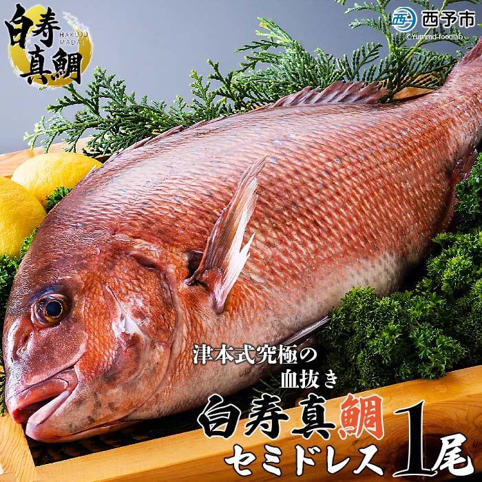 津本式究極の血抜き×白寿真鯛 セミドレス １尾（約1.5kg）