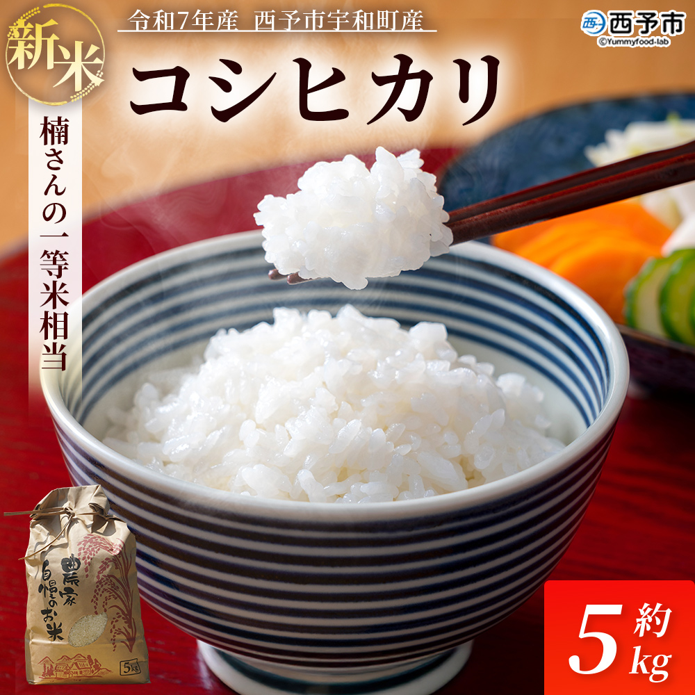 ＜令和7年産 コシヒカリ 約5kg 西予市宇和町産＞ 白米 精米 楠さんの一等米相当 選べる こしひかり お米 コメ こめ ご飯 ごはん 早く届く スピード発送 愛媛県 西予市