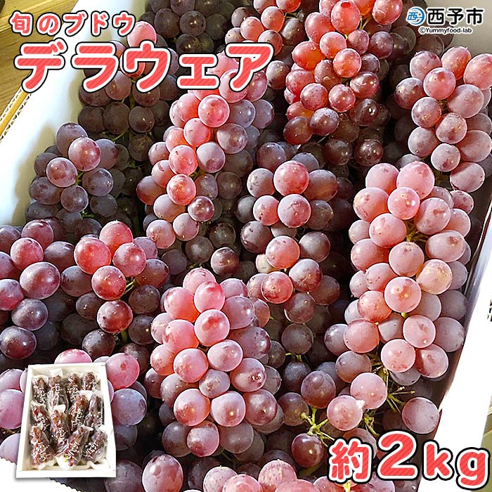 [旬のブドウ 西予市産 デラウェア 約2kg] 果物 フルーツ ぶどう 葡萄 種無し たねなし 季節限定 愛媛県
