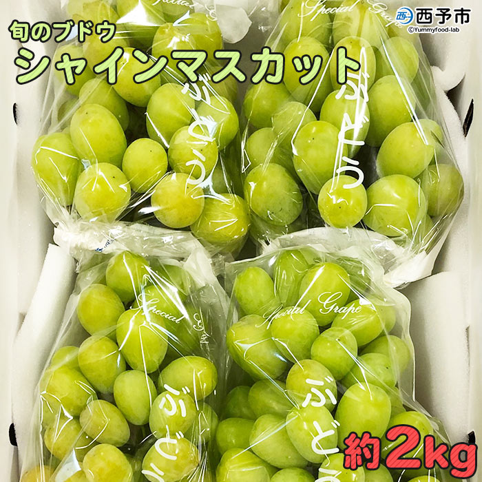 [旬のブドウ 西予市産 シャインマスカット 約2kg] 果物 フルーツ ぶどう 葡萄 種無し たねなし 季節限定 愛媛県