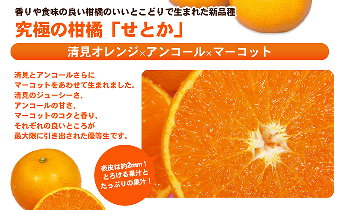 せとか ハウス栽培　青秀　約3kg