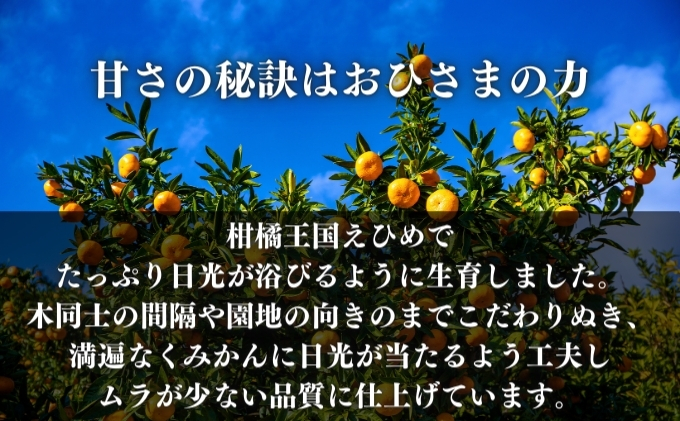 愛果28号 約2.5kg 東温市産 サイズお任せ 「 紅まどんな 」の同一品種（品種名： 愛媛果試28号 ） 今が旬 農園直送 みかん 人気 数量限定 先行予約 愛媛みかん かんきつ 愛媛県 フルーツ 果物 くだもの 甘い
