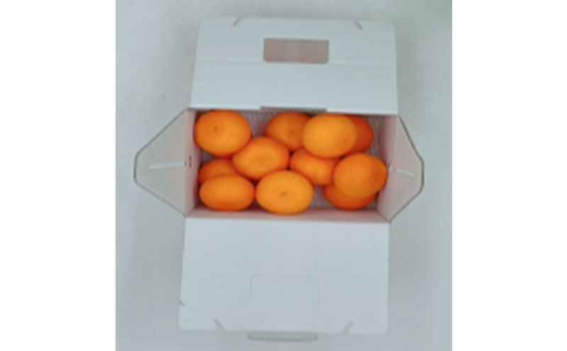 せとか L～3Lサイズ　2.5kg　ご家庭用