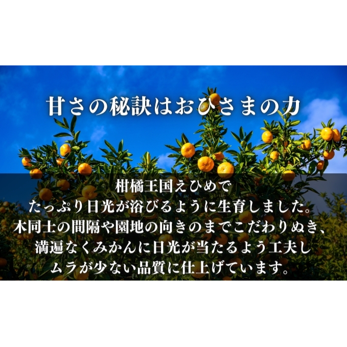 アレンユーレカ種レモン2.5ｋｇご家庭用 サイズお任せ 今が旬 農園直送 れもん 人気 数量限定 先行予約 柑橘  愛媛みかん かんきつ 国産 愛媛県 産地直送 フルーツ 果物 くだもの 香り 2.5キロ箱 大粒 果実