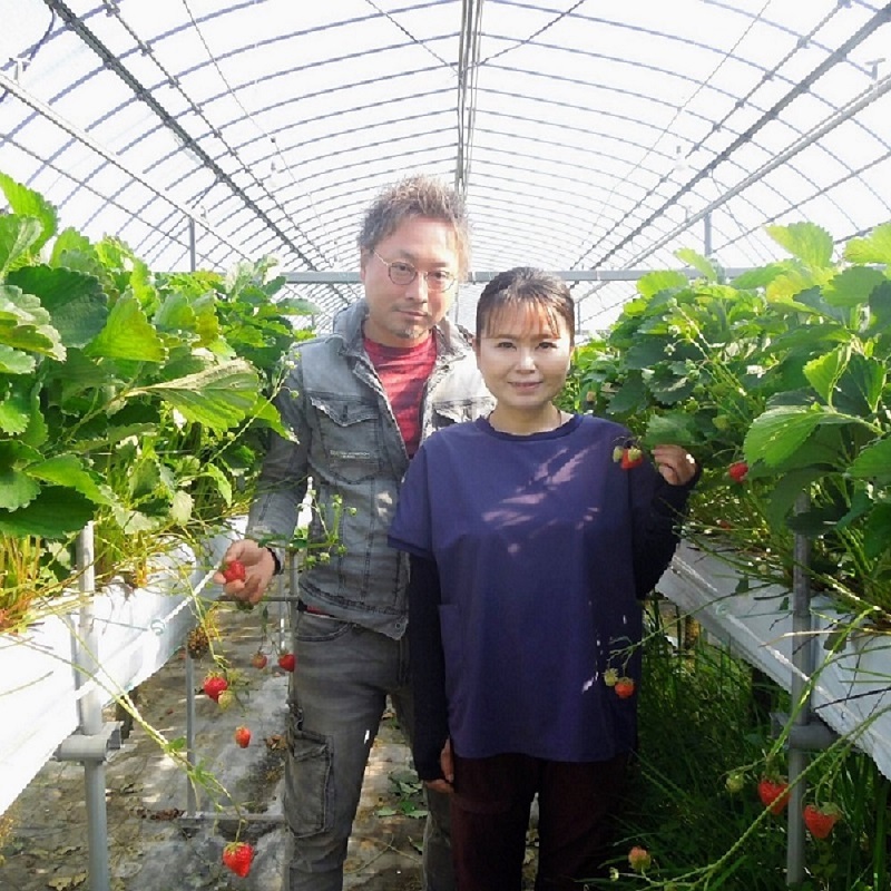 愛媛県東温市産いちご【紅ほっぺ 】お徳用 サイズおまかせ 250g×4パック【甘い フルーツ ケーキ 旬 品種  イチゴ 苺】