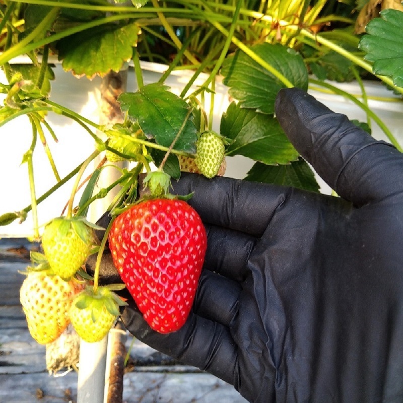 【訳あり】冷凍いちご 愛媛県東温市産紅ほっぺ お徳用 1.5kg いちご イチゴ 苺 冷凍 シェイク スムージー 冷たい  パフェ アイス