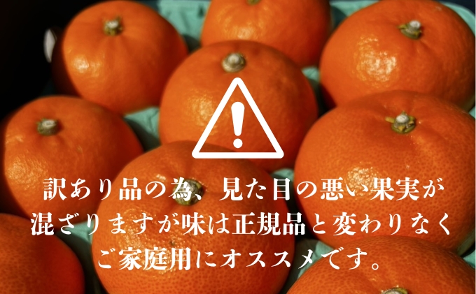 せとか2.5kg ご家庭用 サイズお任せ 今が旬 農園直送 みかん 人気 数量限定 先行予約 柑橘 蜜柑 ミカン 愛媛みかん かんきつ 国産 愛媛県 産地直送 フルーツ 果物 くだもの 甘い 2.5キロ箱 大粒 果実　瀬戸香