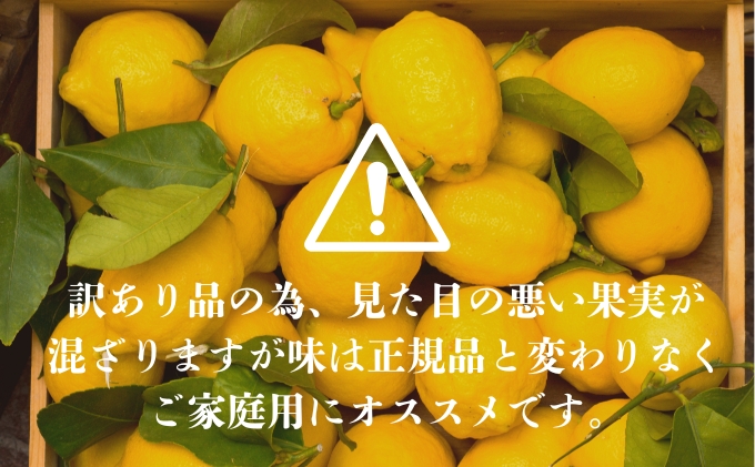 アレンユーレカ種レモン2.5ｋｇご家庭用 サイズお任せ 今が旬 農園直送 れもん 人気 数量限定 先行予約 柑橘  愛媛みかん かんきつ 国産 愛媛県 産地直送 フルーツ 果物 くだもの 香り 2.5キロ箱 大粒 果実