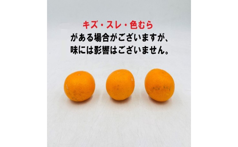 せとか L～3Lサイズ　2.5kg　ご家庭用