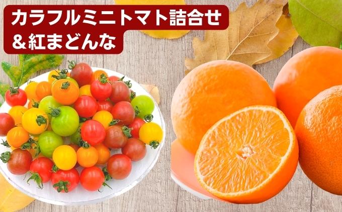「栗林農園」カラフルミニトマト詰合せと紅まどんなのセット 果物 トマトベリー ピーチチェリー イエローミミ サングリーン トスカーナバイオレット プリンセスオレンジ