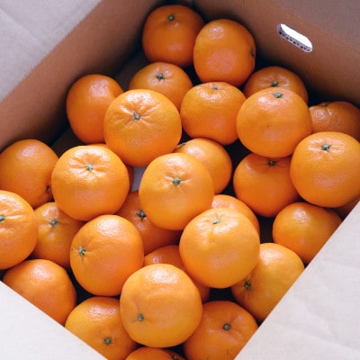 【先行受付】瀬戸の晴れ姫　2L～Sサイズ　4kg(25～60玉)　愛媛県　JAおちいまばり