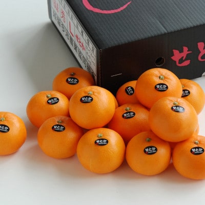 【先行受付】せとか　化粧箱　3L～Lサイズ　10～15玉　愛媛県　JAおちいまばり