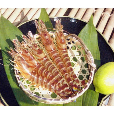 愛媛県瀬戸内海産　いきな車えび 約300g(10～15尾)【配送不可地域：離島・北海道・沖縄県・東北・関東・信越、北陸・東海・九州】