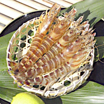 急速冷凍活きな車えび【無頭8～10尾(約140g)×2袋セット】【配送不可地域：離島】