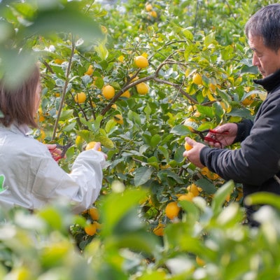 愛媛　ブルーレモンファームの訳ありレモン　1kg　【冷蔵便】期間・数量限定【配送不可地域：離島】