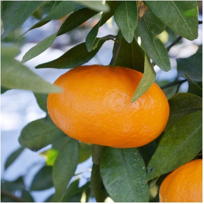 【先行受付】人気柑橘　甘平(かんぺい)レギュラー箱　5kg　愛媛県　JAおちいまばり【配送不可地域：離島】