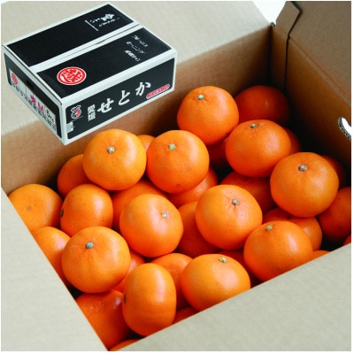 【先行受付】せとか　レギュラー箱　5kg　愛媛県JAおちいまばり【配送不可地域：離島】