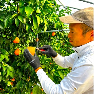 【贈答用】シュガーファームのハウスまどんな4kg