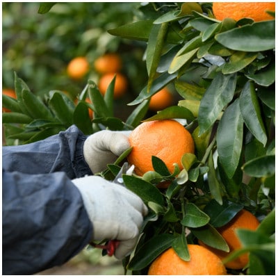 愛媛県産伊予柑 10kg　2L～L