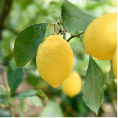 【先行予約】瀬戸内レモン10kg　2L～M　JA選果品