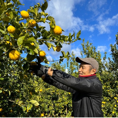 シュガーファームの丸搾りレモン果汁 720ml×6本