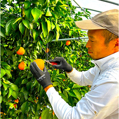 【12月上旬～順次配送】【訳あり】シュガーファームのまどんな3kg サイズミックス