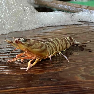 急速冷凍活きな車えび(無頭)〔冷凍くるまえび無頭8～10尾(140g)×4袋〕【配送不可地域：離島】