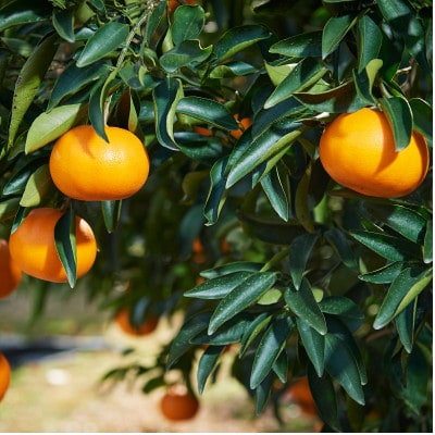 【先行受付】せとか　化粧箱　3L～Lサイズ　10～15玉　愛媛県　JAおちいまばり